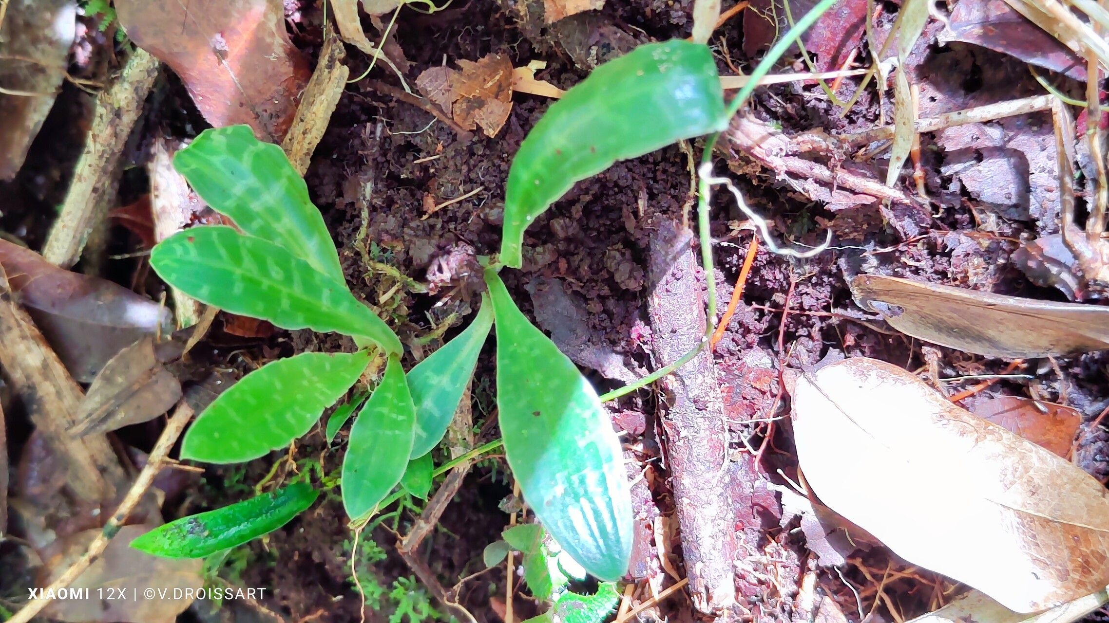 Cynorkis schlechteri — houseplant care guide