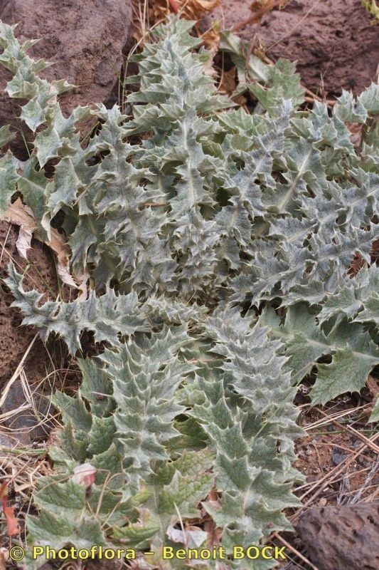 Onopordum micropterum bark