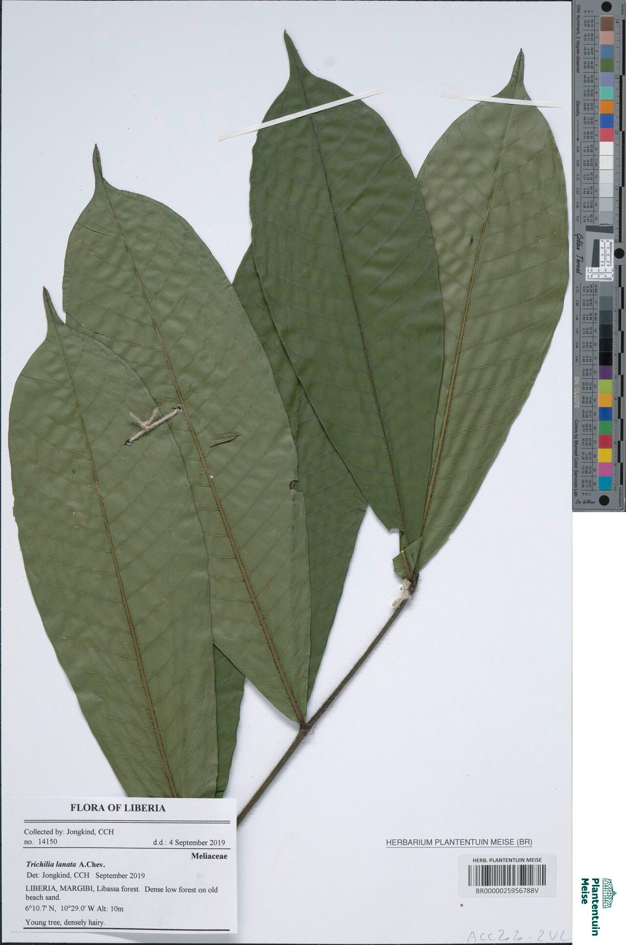 Trichilia tessmannii — houseplant care guide