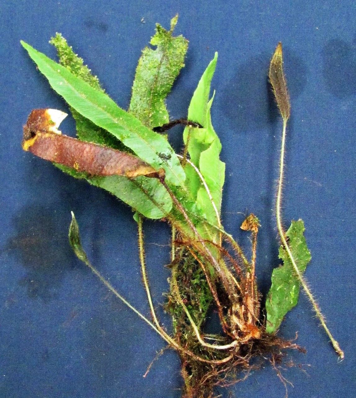 Elaphoglossum lanceiforme — houseplant care guide