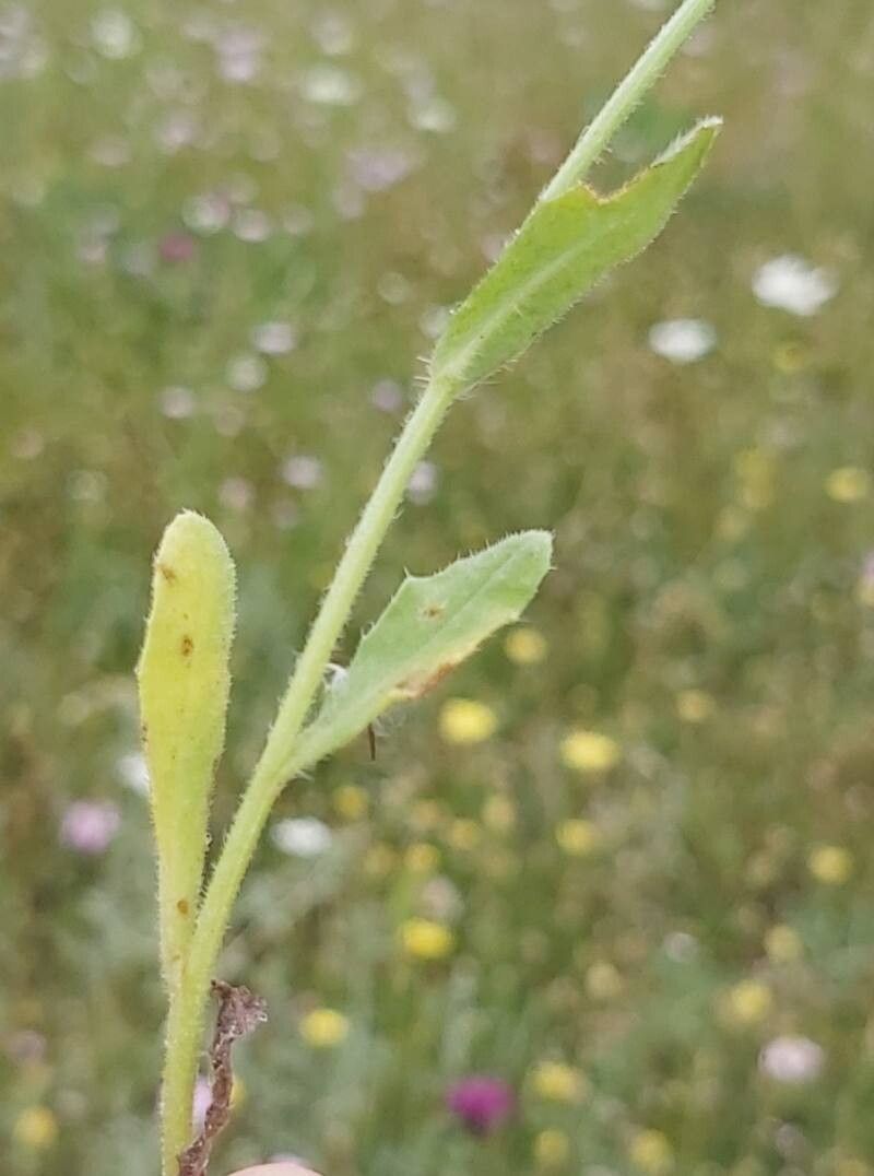 Anchusa cretica leaf