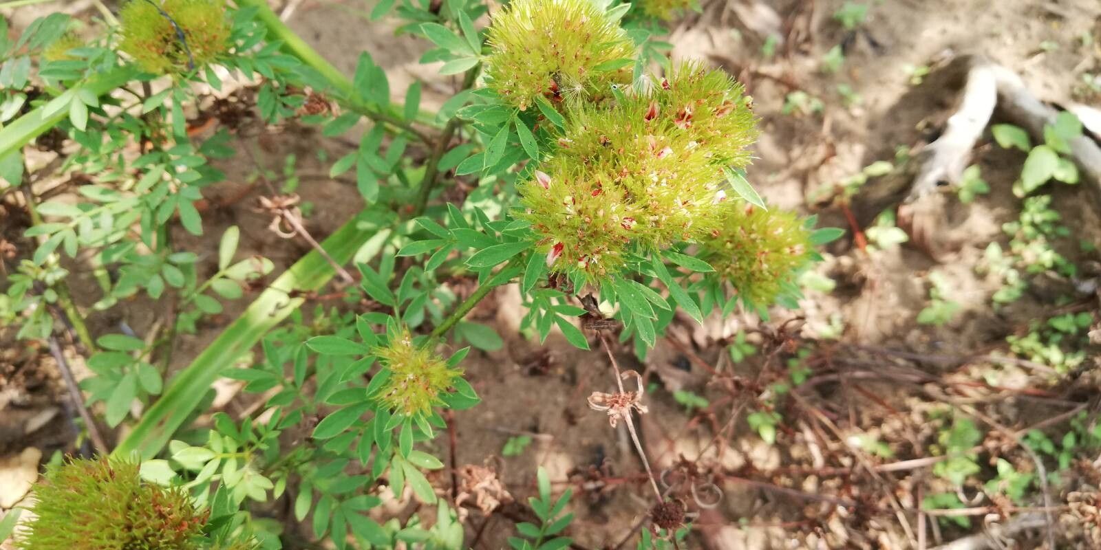 Indigofera capitata leaf