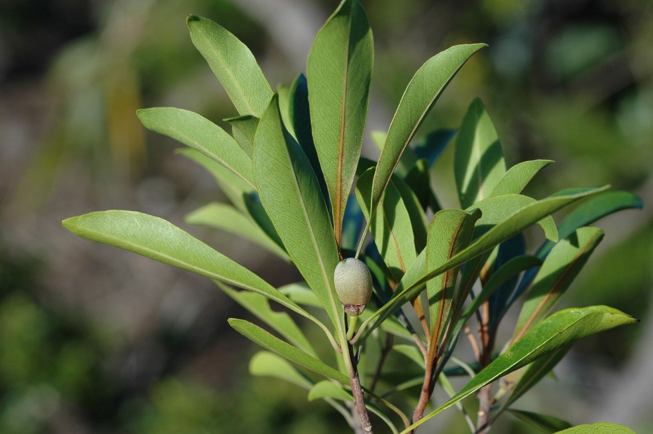 Planchonella microphylla habit