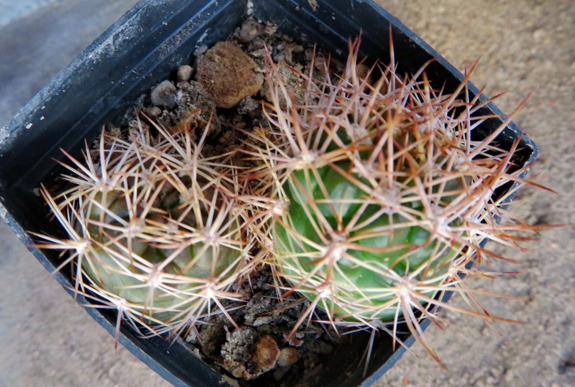 Rebutia neocumingii — houseplant care guide