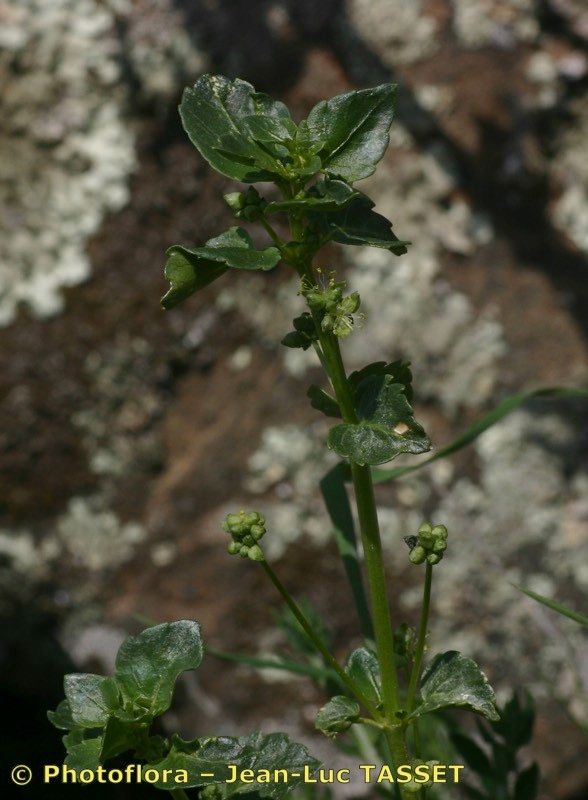 Mercurialis corsica other