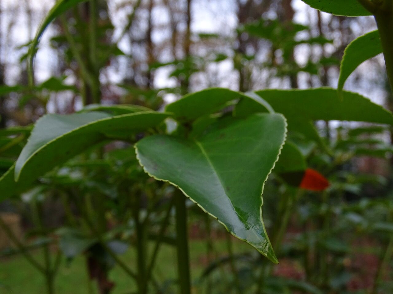 Trochodendron aralioides — houseplant care guide