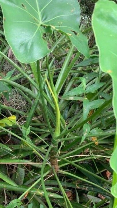 Thaumatophyllum corcovadense bark