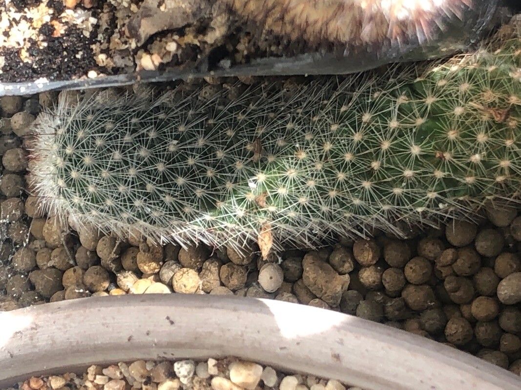 Mammillaria verhaertiana — houseplant care guide
