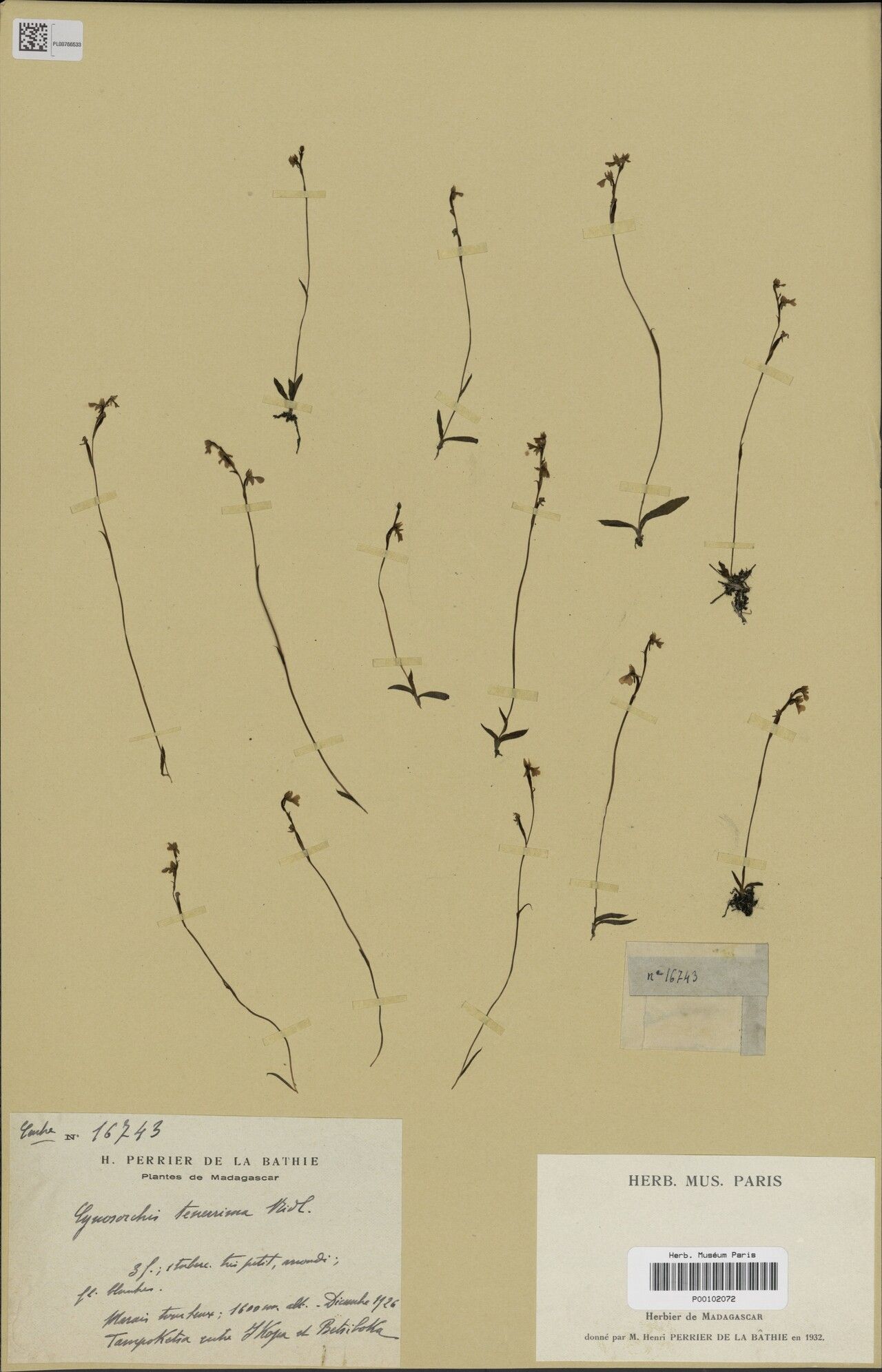 Cynorkis tenerrima — houseplant care guide