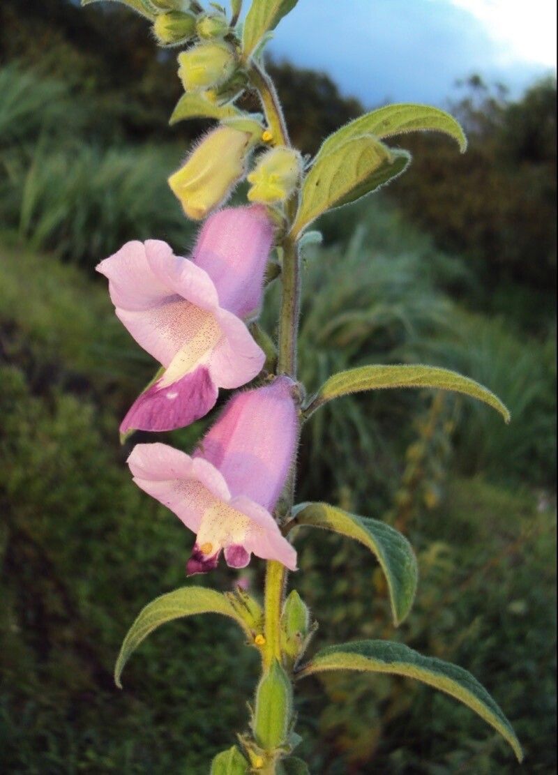 Sesamum indicum flower