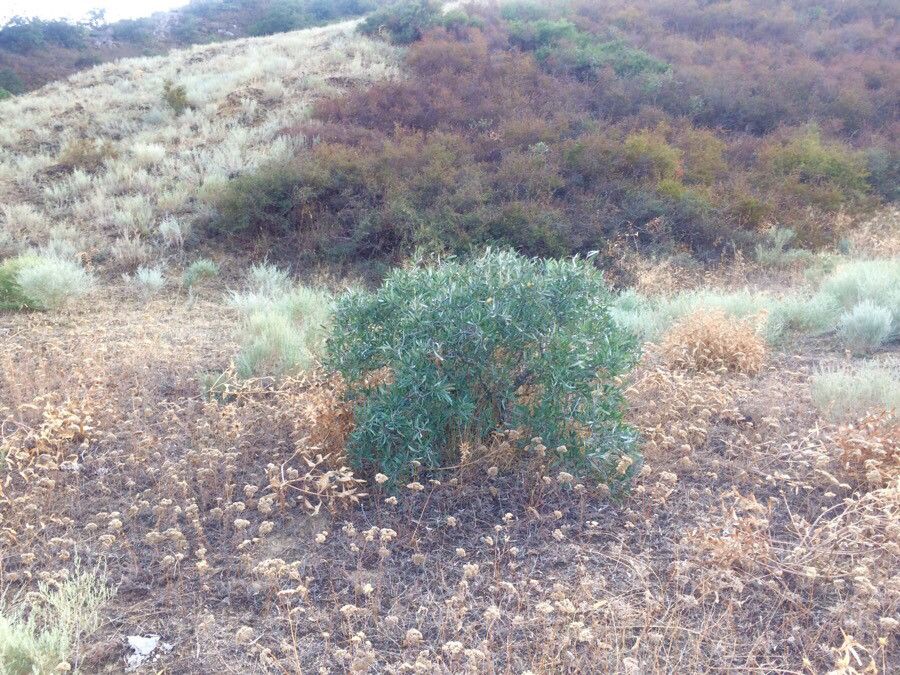 Pyrus caucasica habit