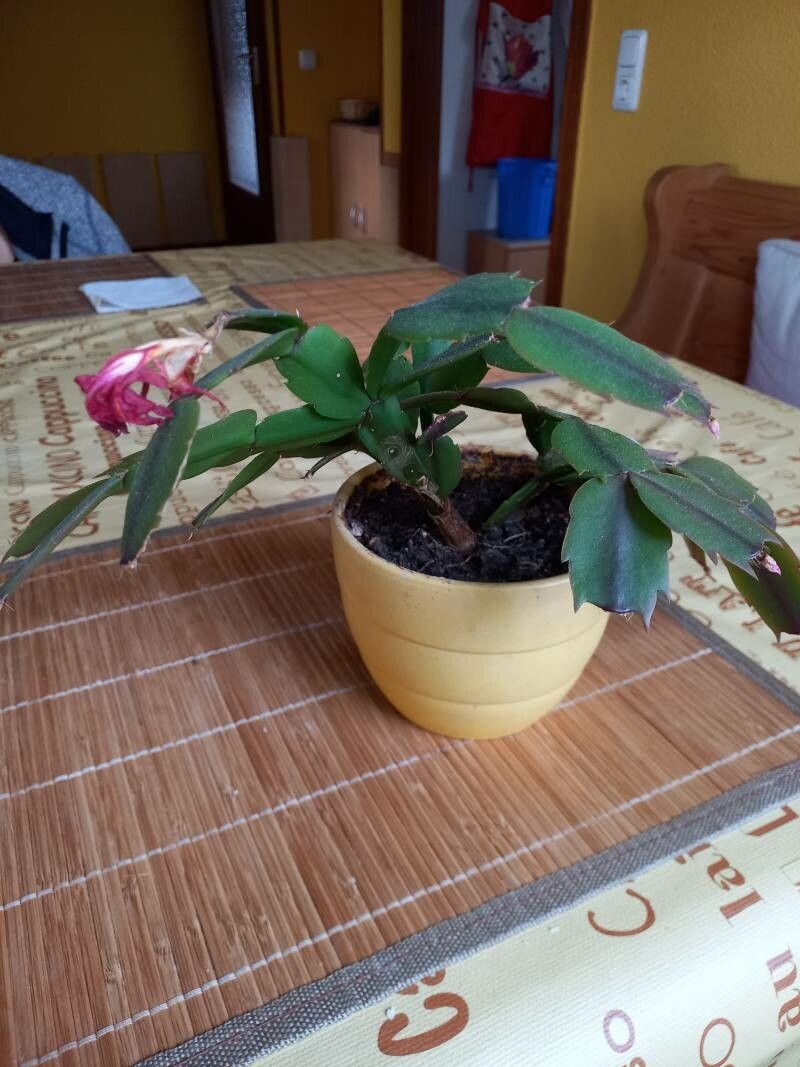 Rhipsalidopsis gaertneri leaf