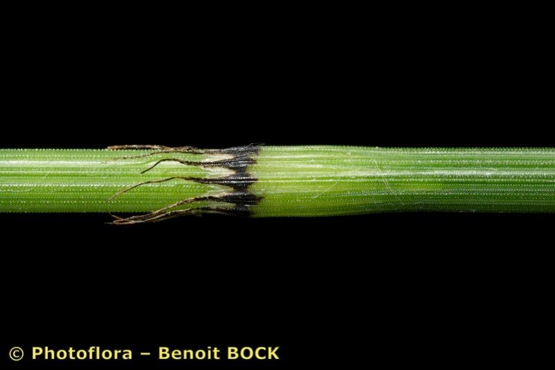 Equisetum × trachyodon other