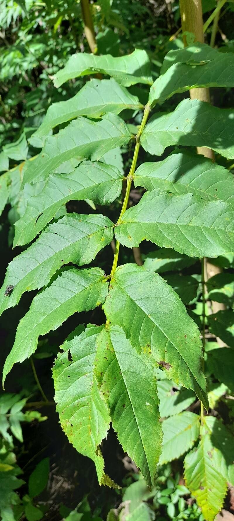 Juglans australis