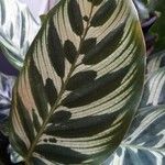 Calathea makoyana