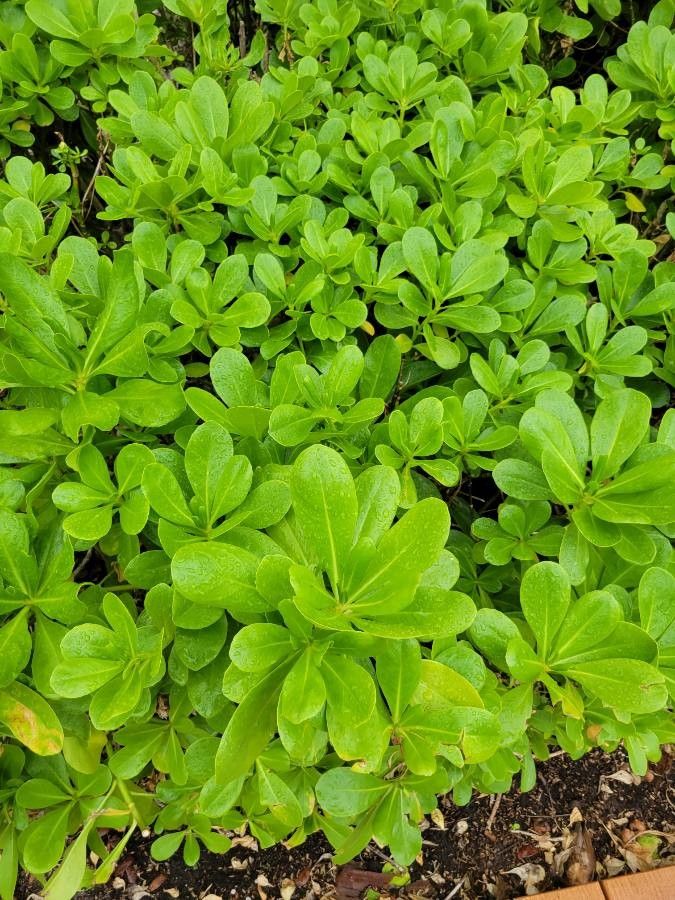 Scaevola plumieri leaf