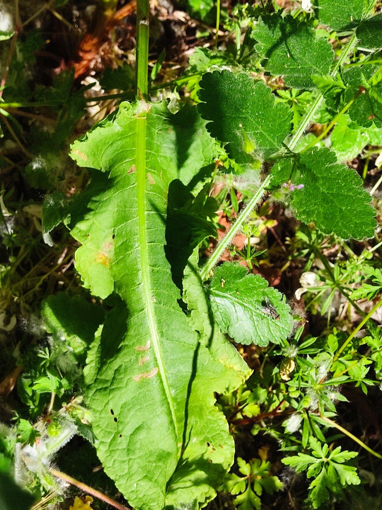 Galium × pomeranicum leaf