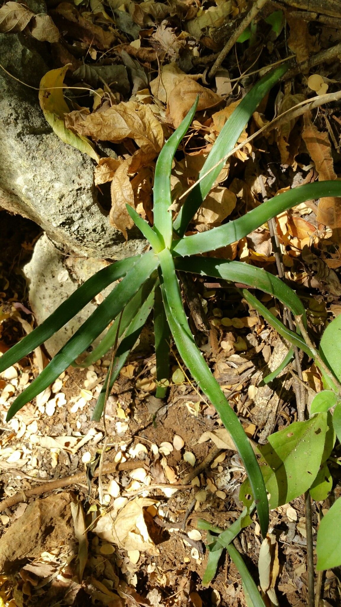 Aloe anivoranoensis leaf