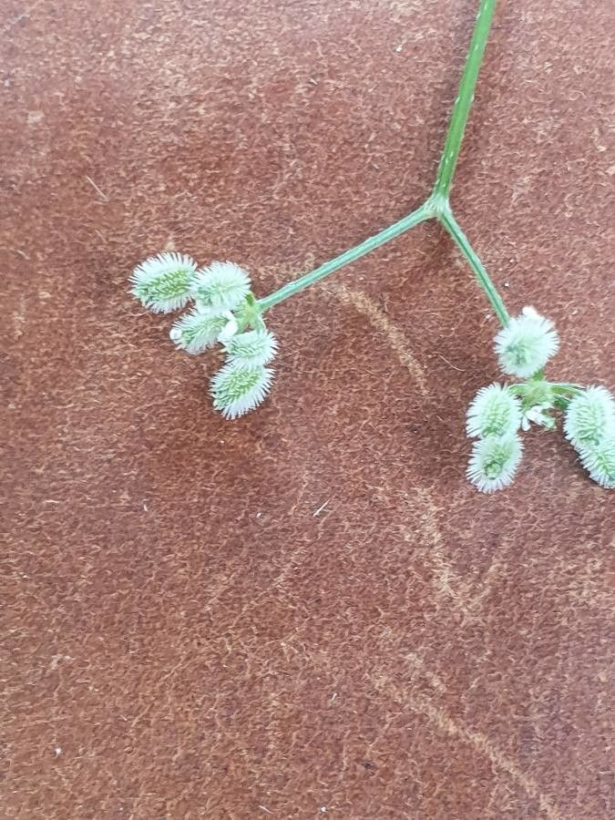 Torilis africana fruit