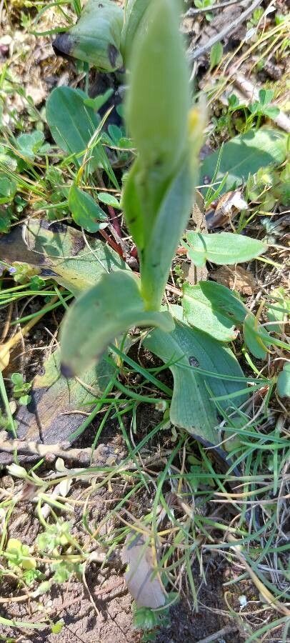 Ophrys eleonorae — search result for 'Ophrys'