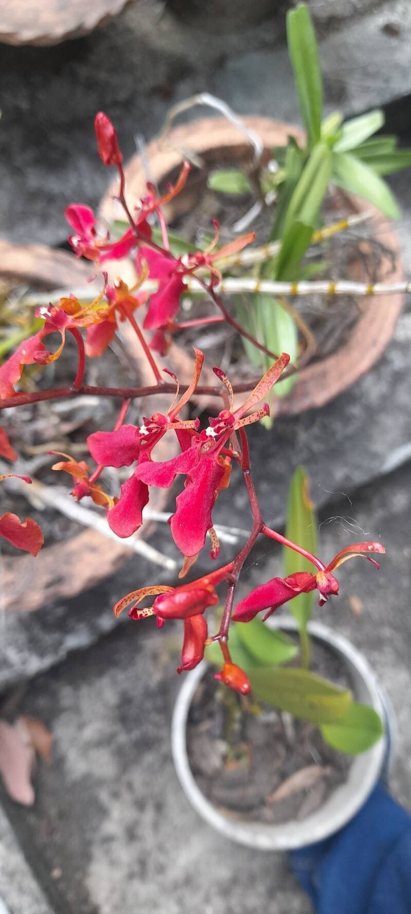 Renanthera imschootiana — search result for 'Vanda'