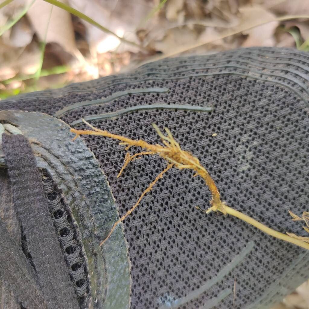 Trepocarpus aethusae other