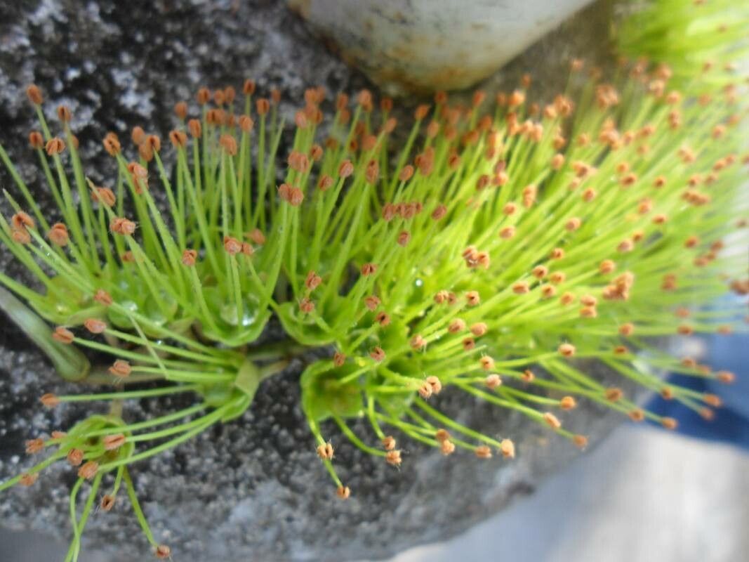 Combretum laxum flower
