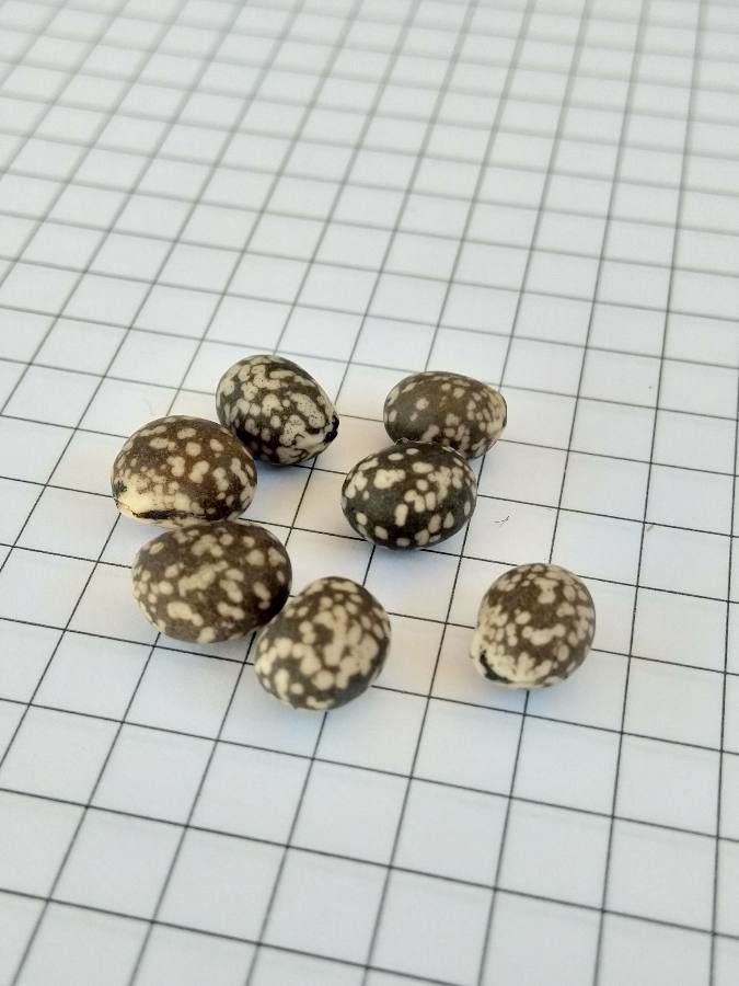 Lupinus angustifolius fruit