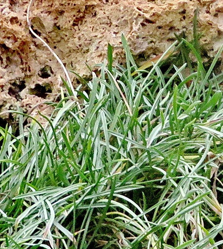 Moraea alpina — related species from the same genus