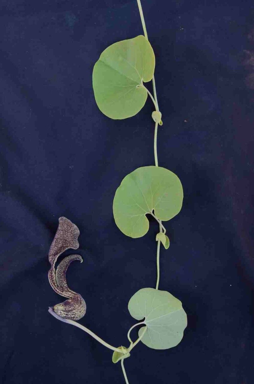 Aristolochia labiata flower