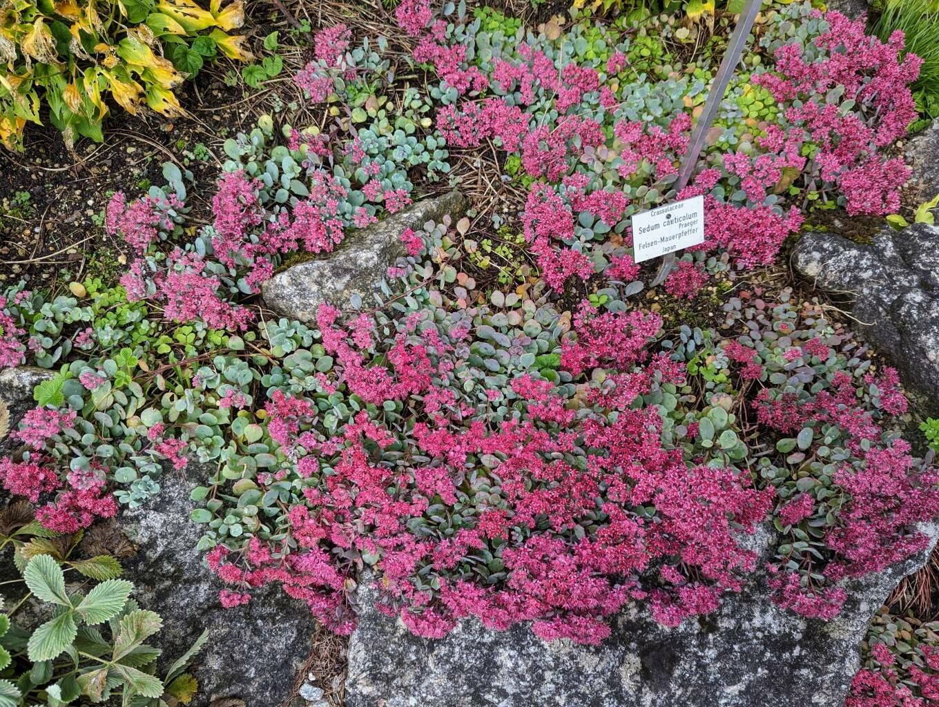 Hylotelephium cauticola habit