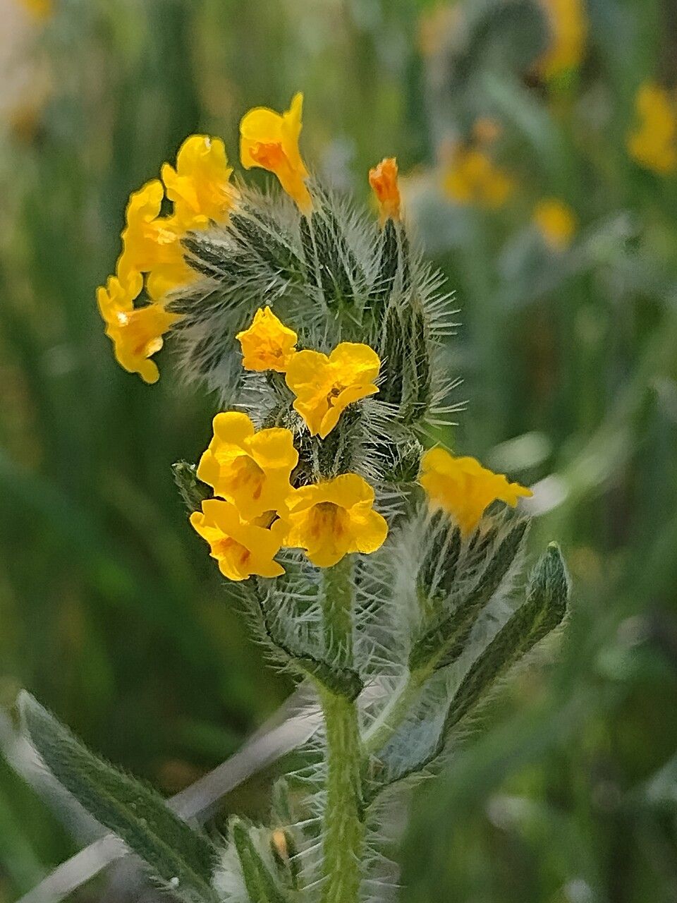 Amsinckia menziesii flower