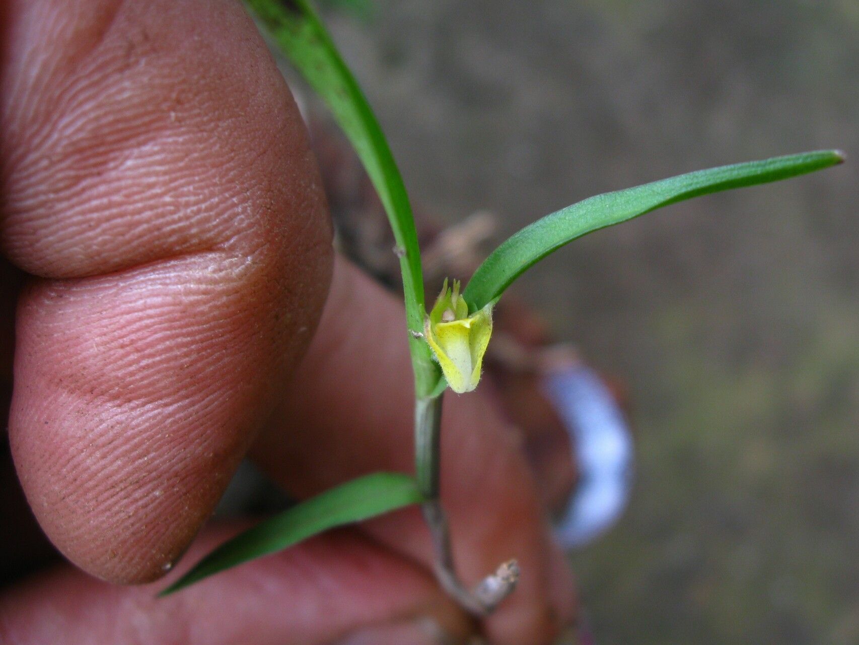Polystachya lindblomii flower