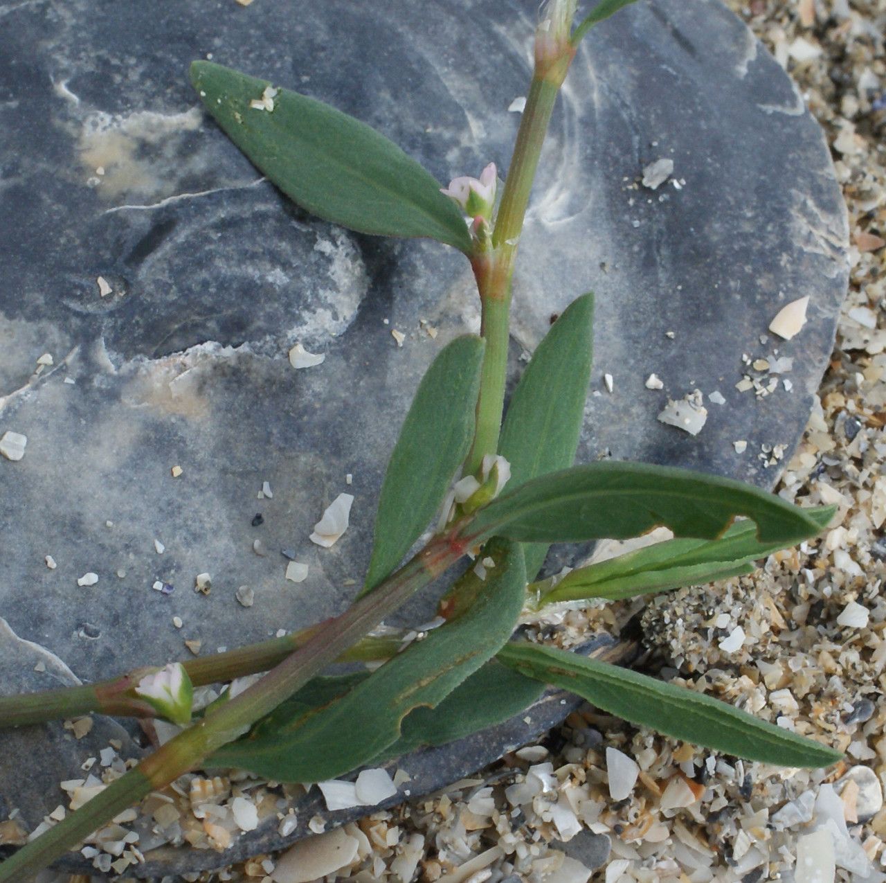 Polygonum raii leaf