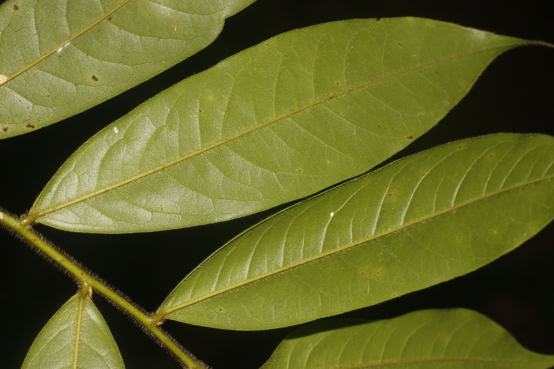 Guatteria tomentosa — houseplant care guide