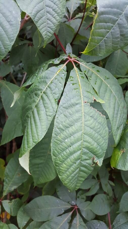 Aesculus parviflora