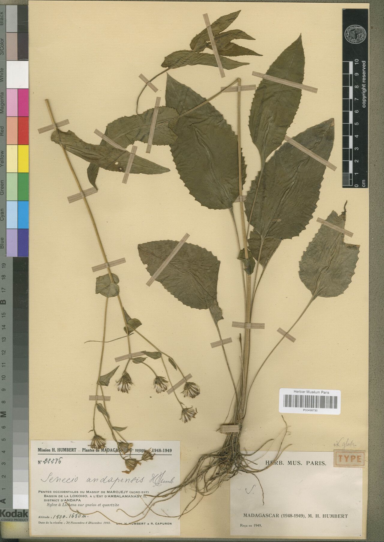 Senecio andapensis — houseplant care guide