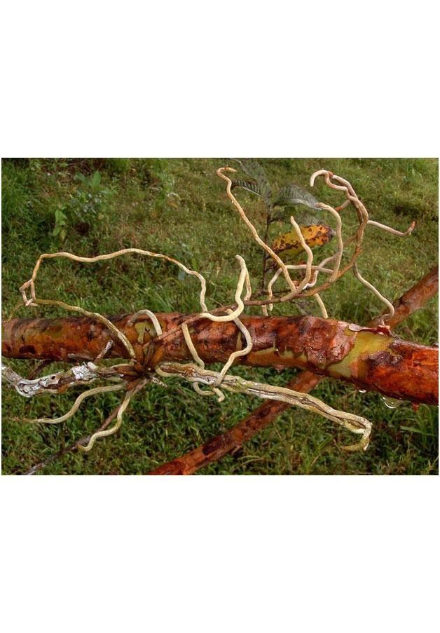 Campylocentrum fasciola bark