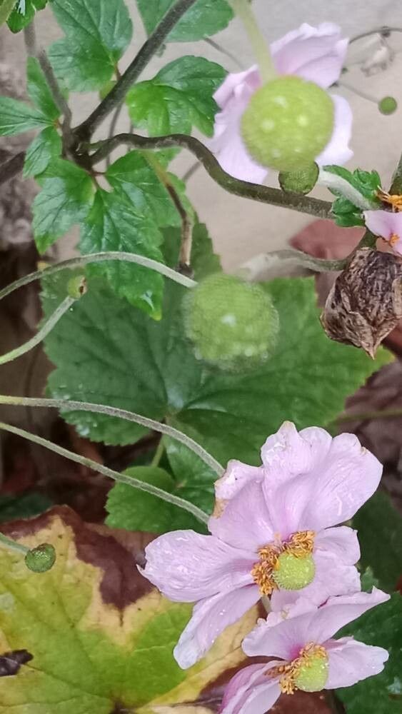 Eriocapitella × hybrida fruit