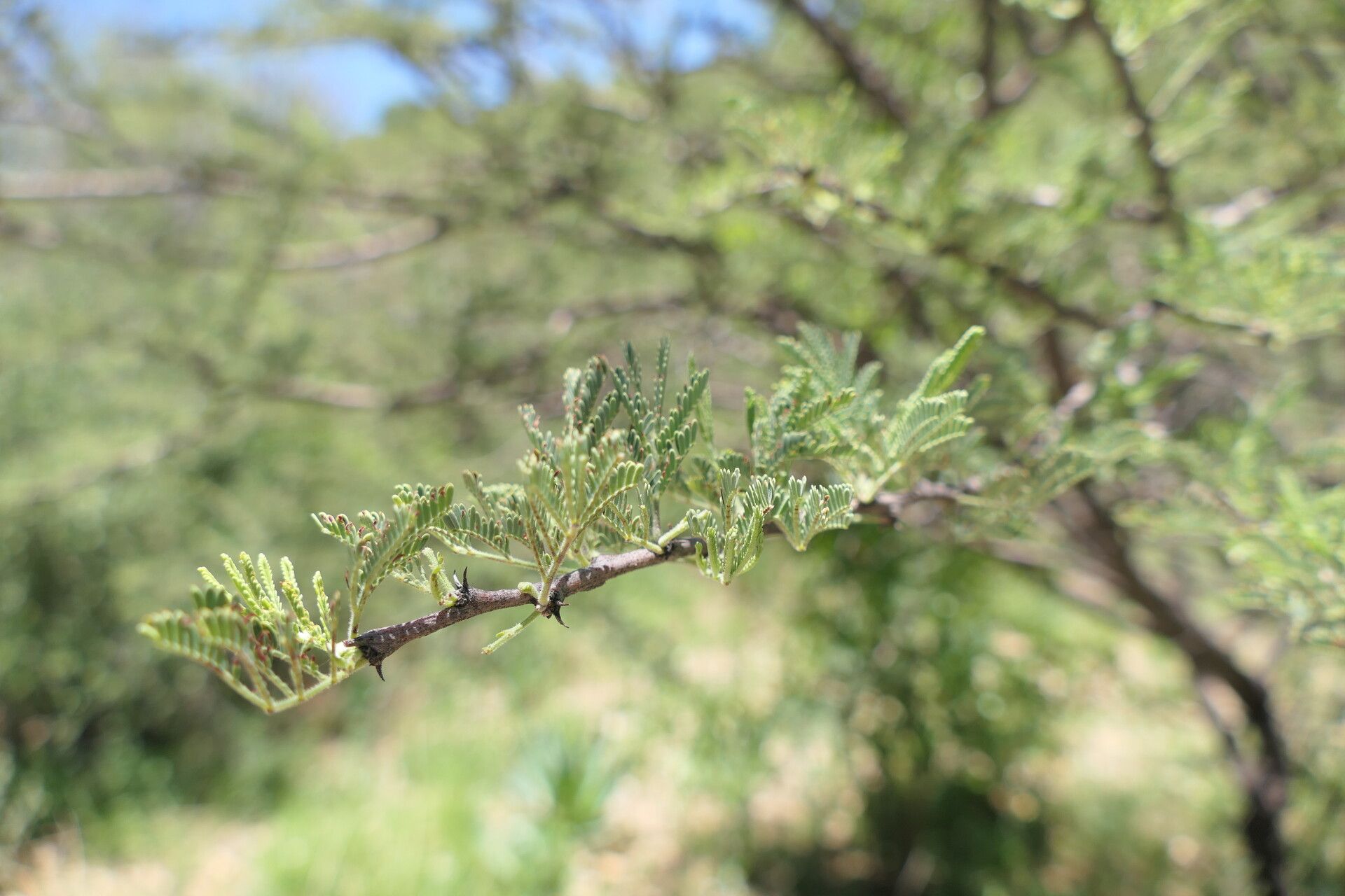 Acacia reficiens leaf