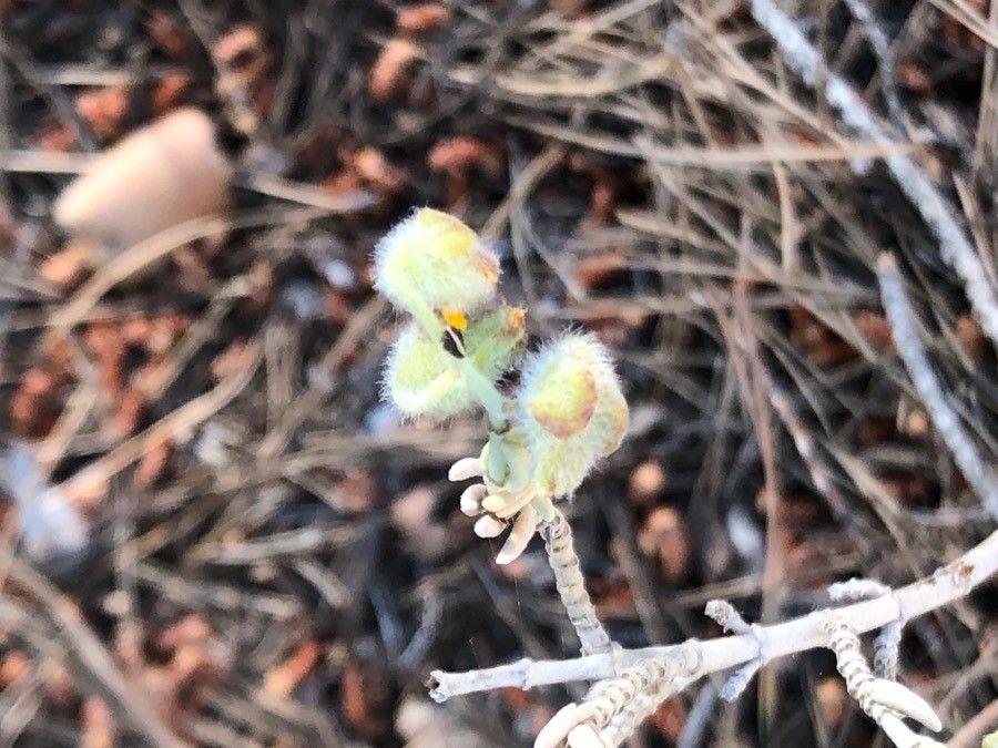 Helianthemum caput-felis flower