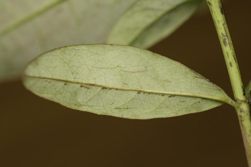 Byrsonima densa — houseplant care guide