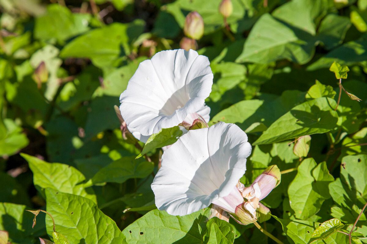 Calystegia silvatica flower