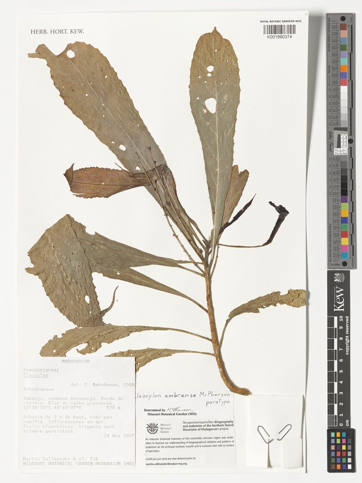 Claoxylon ambrense — related species from the same genus