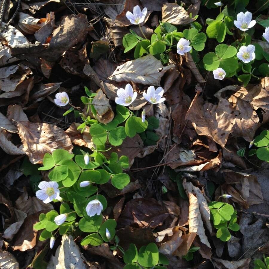 Oxalis acetosella flower