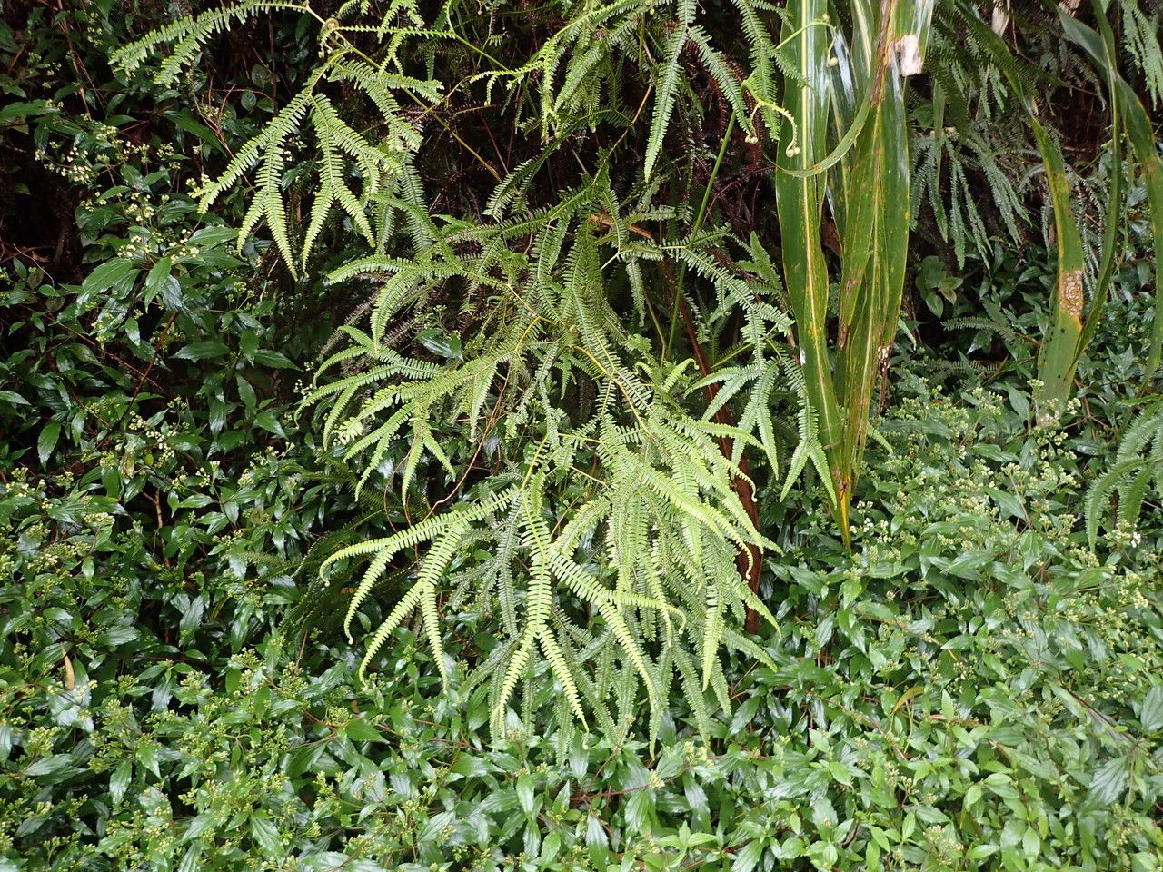 Sticherus flagellaris habit
