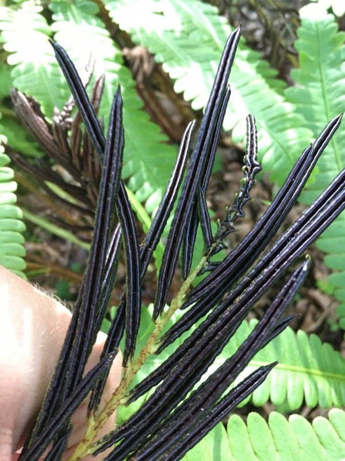 Onoclea orientalis flower