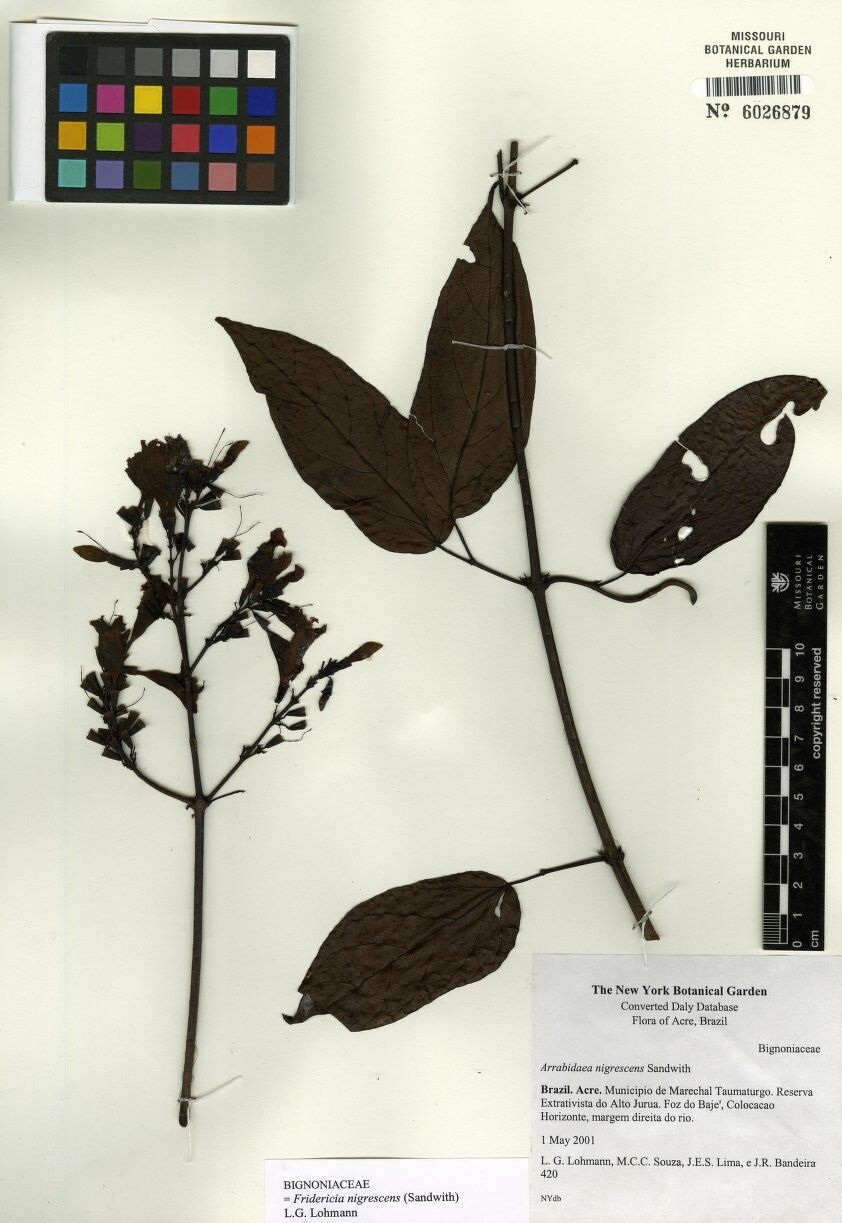 Fridericia nigrescens — houseplant care guide