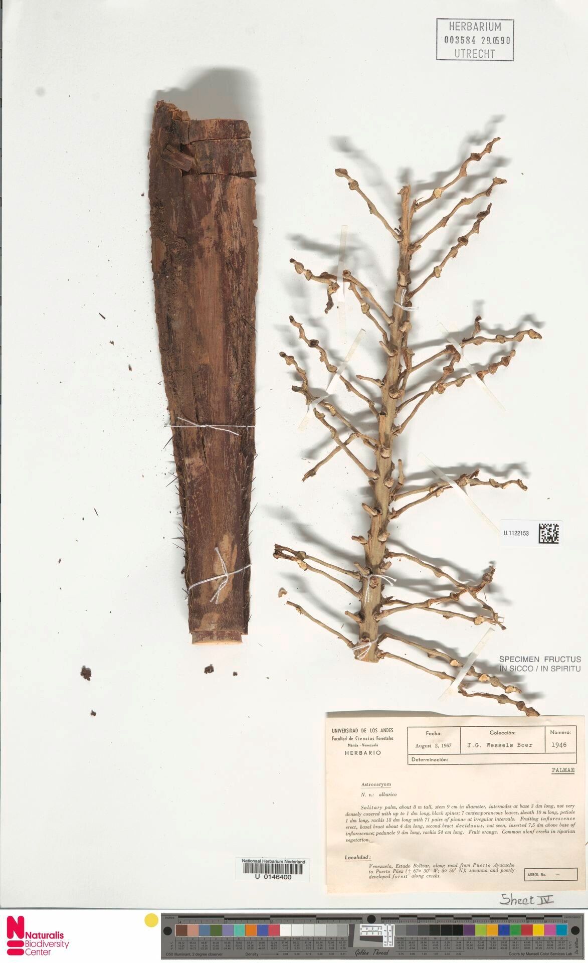 Astrocaryum jauari bark