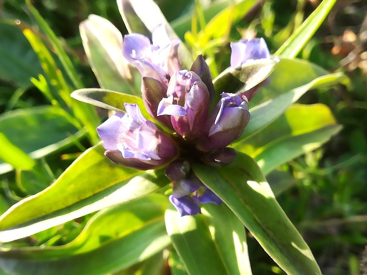 Gentiana cruciata flower